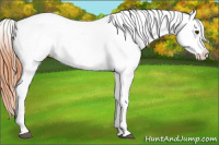 Horse Color:Bay Dun Appaloosa 