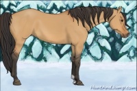 Horse Color:Bay Dun
