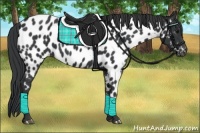 Horse Color:Black Near Leopard 
