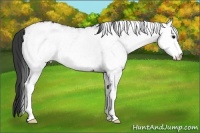 Horse Color:White Spotted Black Appaloosa 
