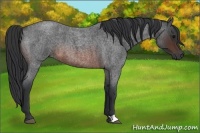 Horse Color:Brown Roan