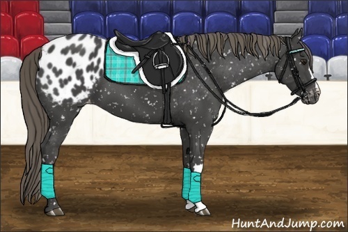 Horse Color:Smoky Black Appaloosa 