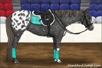 Horse Color:Smoky Black Appaloosa 