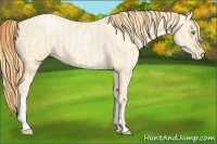 Horse Color:Buckskin Roan Pearl and Buckskin Roan Pearl