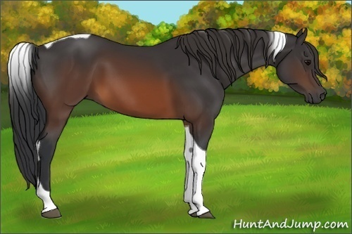 Horse Color:Brown Tobiano 