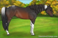 Horse Color:Brown Tobiano 