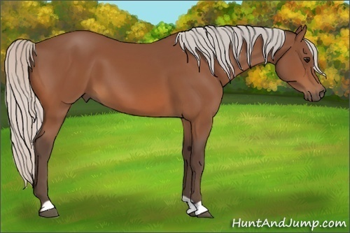 Horse Color:Silver Bay 