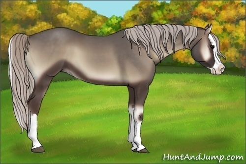 Horse Color:Silver Blue Onyx Splash 