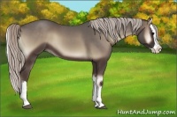 Horse Color:Silver Blue Onyx Splash