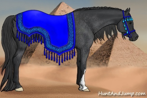 Horse Color:Black Rabicano