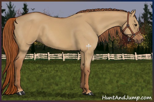 Horse Color:Red Dun 