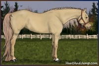 Horse Color:Palomino Dun