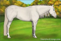 Horse Color:Smoky Creme Dun
