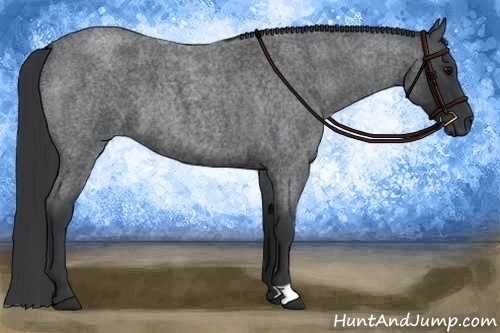 Horse Color:Blue Roan 