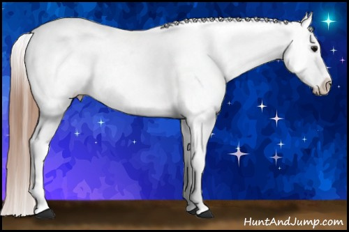 Horse Color:Blue Roan Appaloosa 