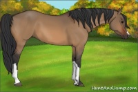 Horse Color:Bay Dun