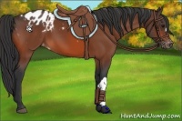 Horse Color:Bay Appaloosa