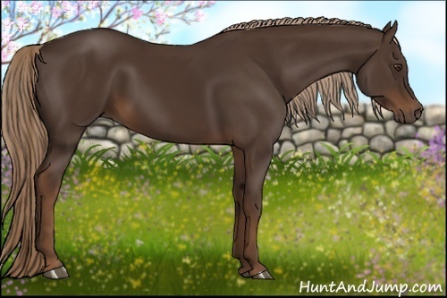 Horse Color:Liver Chestnut 