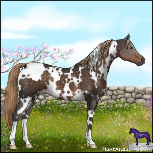 Horse Color:White Spotted Liver Chestnut 