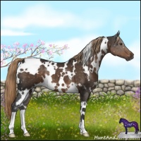 Horse Color:White Spotted Liver Chestnut 