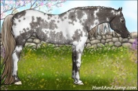 Horse Color:White Spotted Liver Chestnut Rabicano 