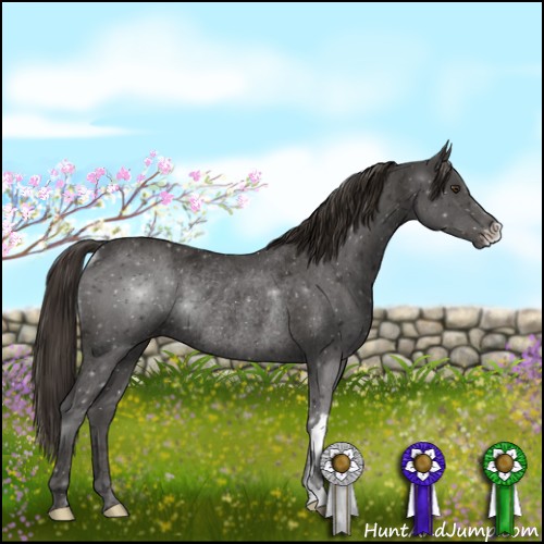 Horse Color:Liver Chestnut Rabicano 