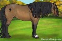 Horse Color:Brown Dun 