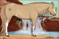 Horse Color:White Spotted Red Dun Roan 