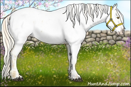 Horse Color:Palomino Appaloosa and Palomino Appaloosa