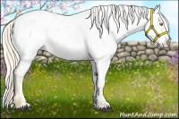 Horse Color:Palomino Appaloosa  and Palomino Appaloosa 