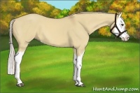 Horse Color:Palomino Dun Splash 