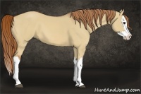 Horse Color:Red Dun Splash 