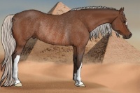 Horse Color:Silver Bay Rabicano