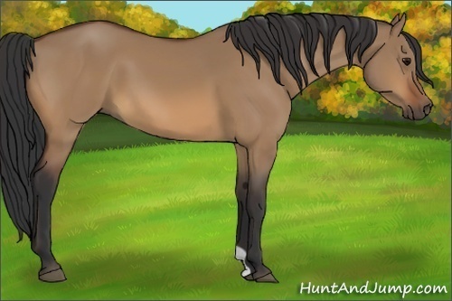 Horse Color:Bay Dun