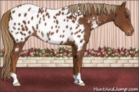 Horse Color:Chestnut Appaloosa Rabicano