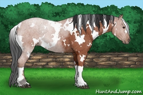 Horse Color:White Spotted Bay Ice