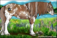 Horse Color:White Spotted Chestnut Splash