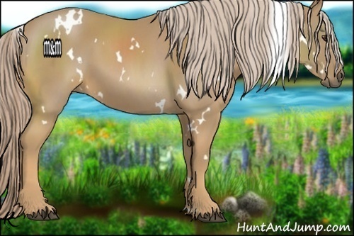 Horse Color:White Spotted Palomino 