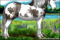 Horse Color:White Spotted Liver Chestnut Splash 