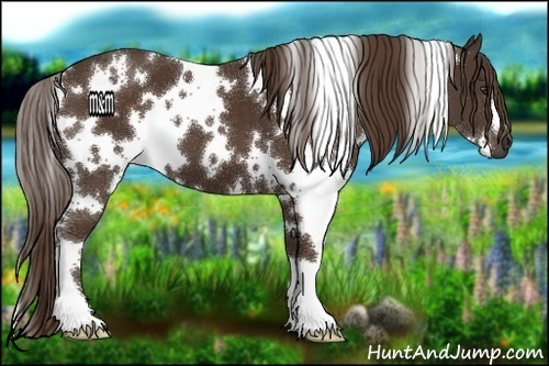 Horse Color:White Spotted Liver Chestnut 