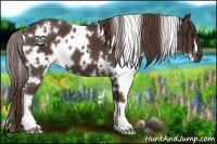 Horse Color:White Spotted Liver Chestnut