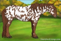 Horse Color:Chestnut Appaloosa