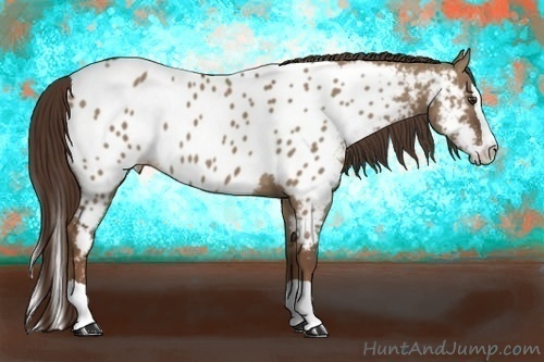 Horse Color:Liver Red Dun Splash Appaloosa 