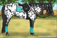 Horse Color:Black Near Leopard