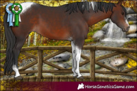 Horse Color:Brown Tobiano 