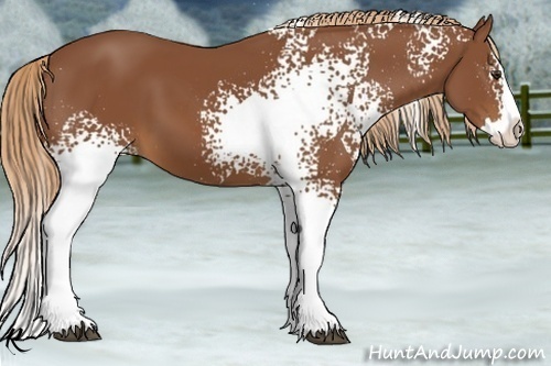 Horse Color:White Spotted Chestnut Splash 