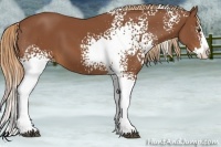 Horse Color:White Spotted Chestnut Splash 