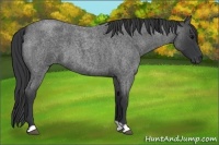 Horse Color:Blue Roan 
