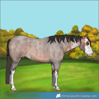 Horse Color:White Spotted Bay Roan