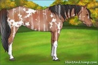 Horse Color:White Spotted Bay Ice
